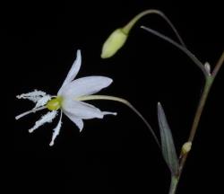 Image: P.B. Heenan © Landcare Research 2014 